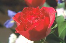Test original JPEG image